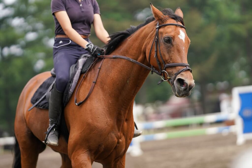 千葉県船橋市の乗馬クラブの初級コース（ベーシックコース）／ペガサス乗馬クラブ