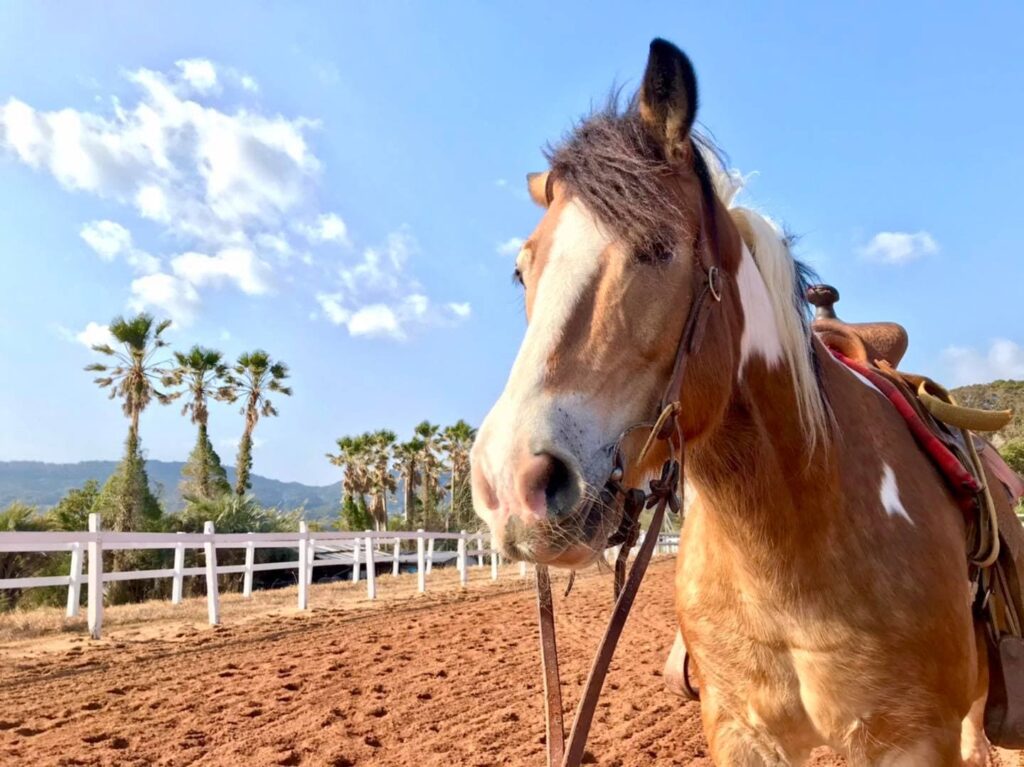 ウエスタンスタイルの平戸の乗馬クラブの乗馬教室／シービューランチ